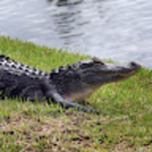 Meet your Posher, Luke